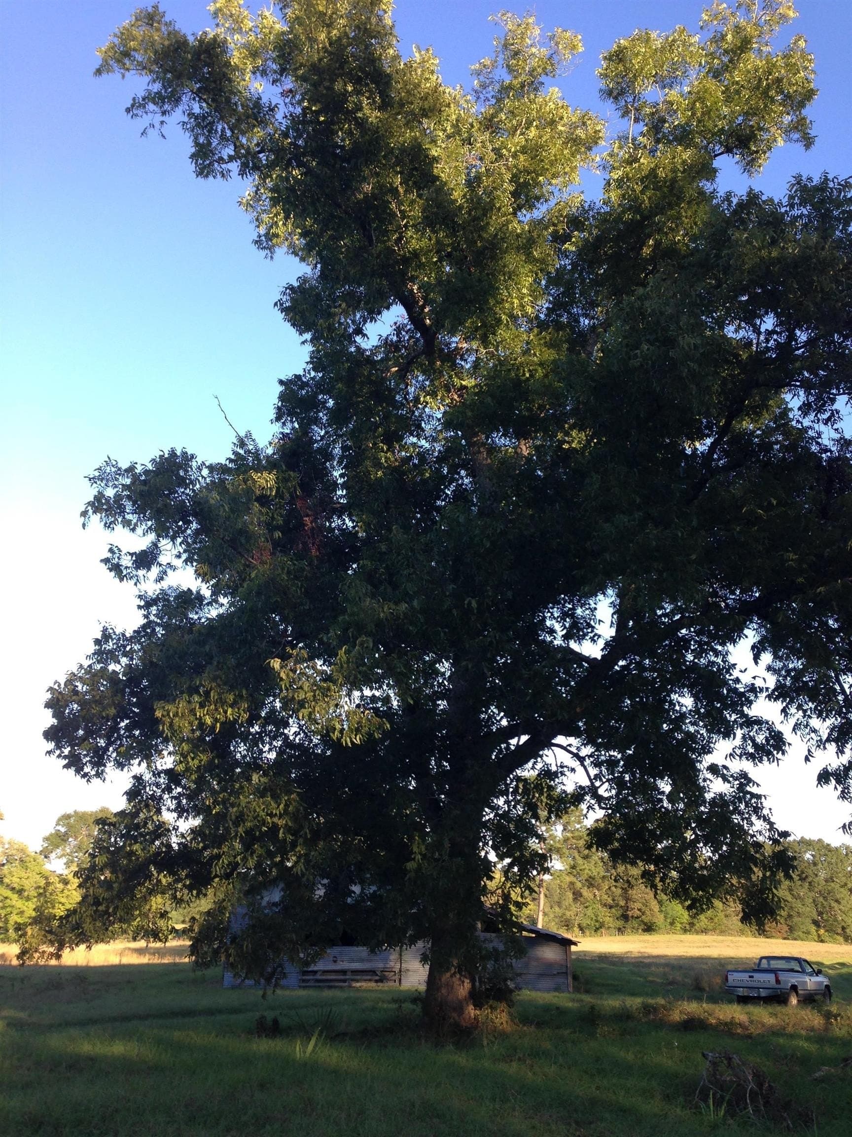 100 acres in Texas County - photo 13