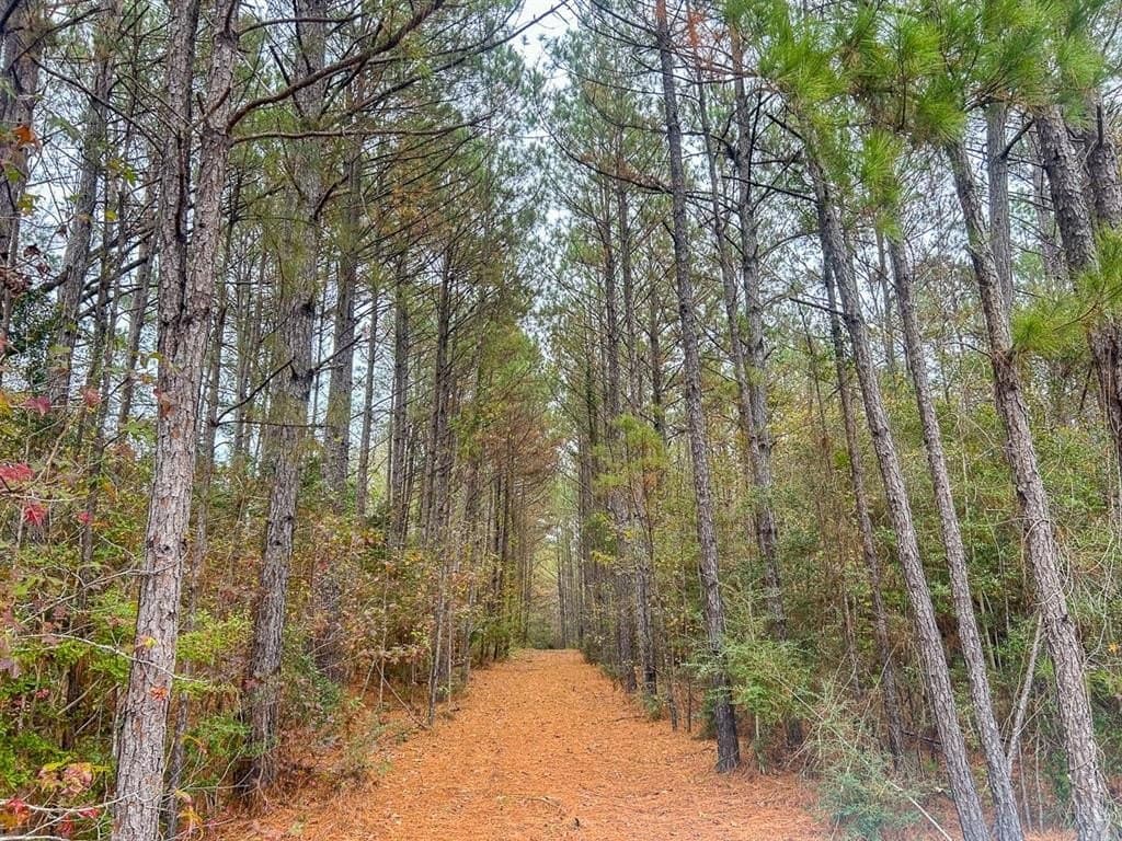64.33 acres in Tyler County - photo 18