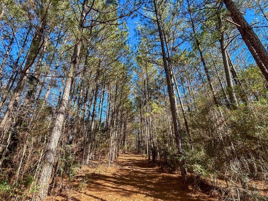 64.33 acres in Tyler County - photo 23