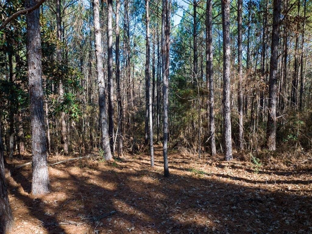 64.33 acres in Tyler County - photo 10