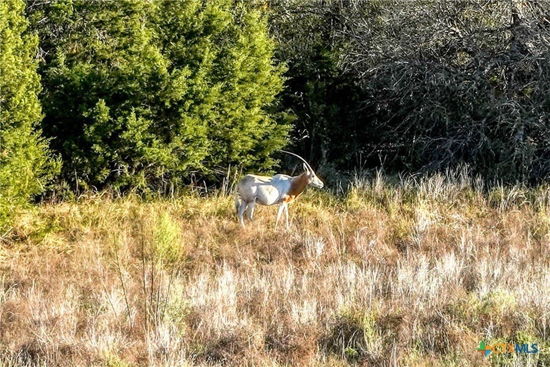 5 acres in Blanco County - photo 9