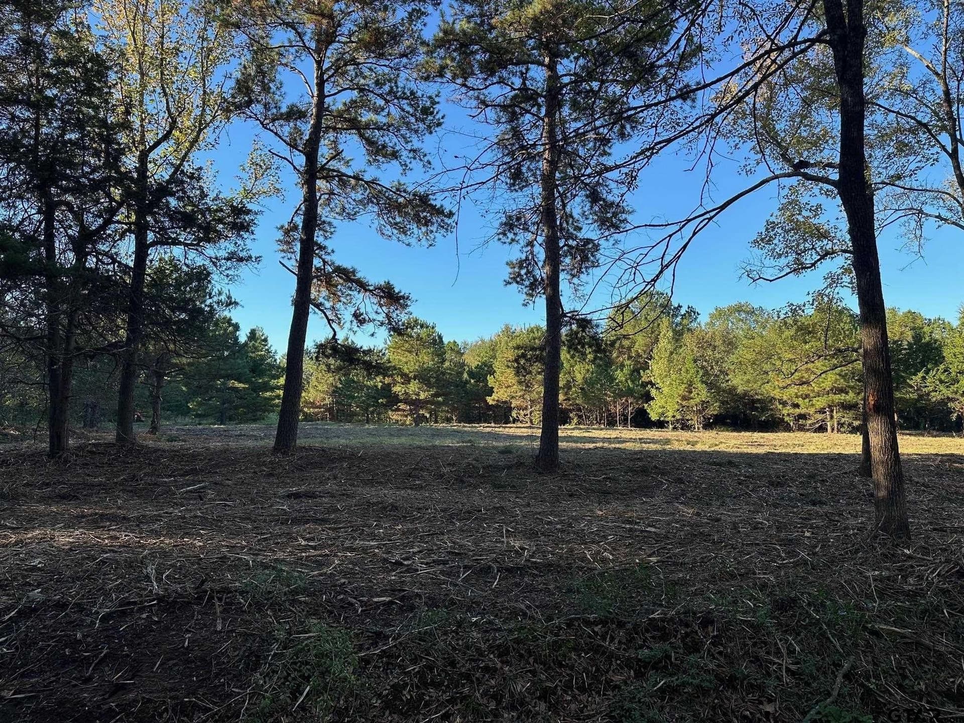 10.8 acres in Panola County - photo 3