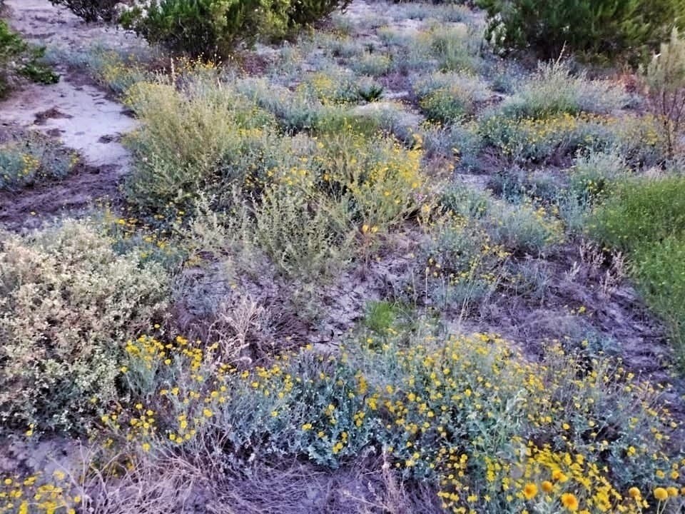 5 acres in Brewster County - photo 14