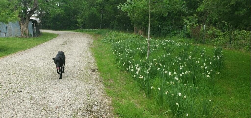 27.21 acres in Van Zandt County - photo 23