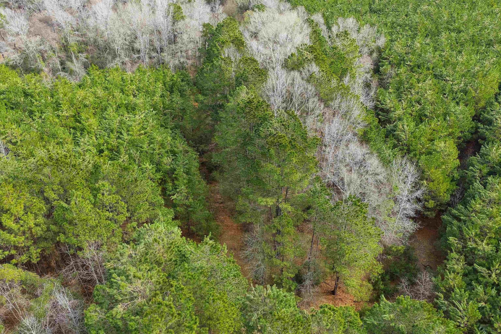 22 acres in Shelby County - photo 6