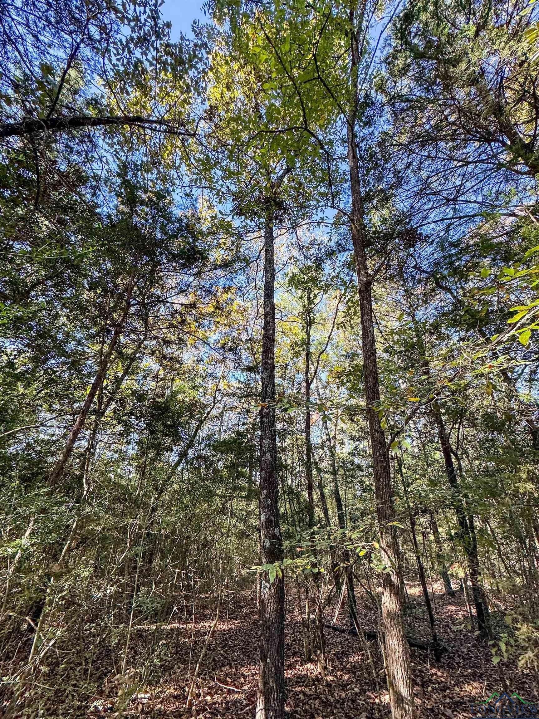 9.19 acres in Cass County - photo 5