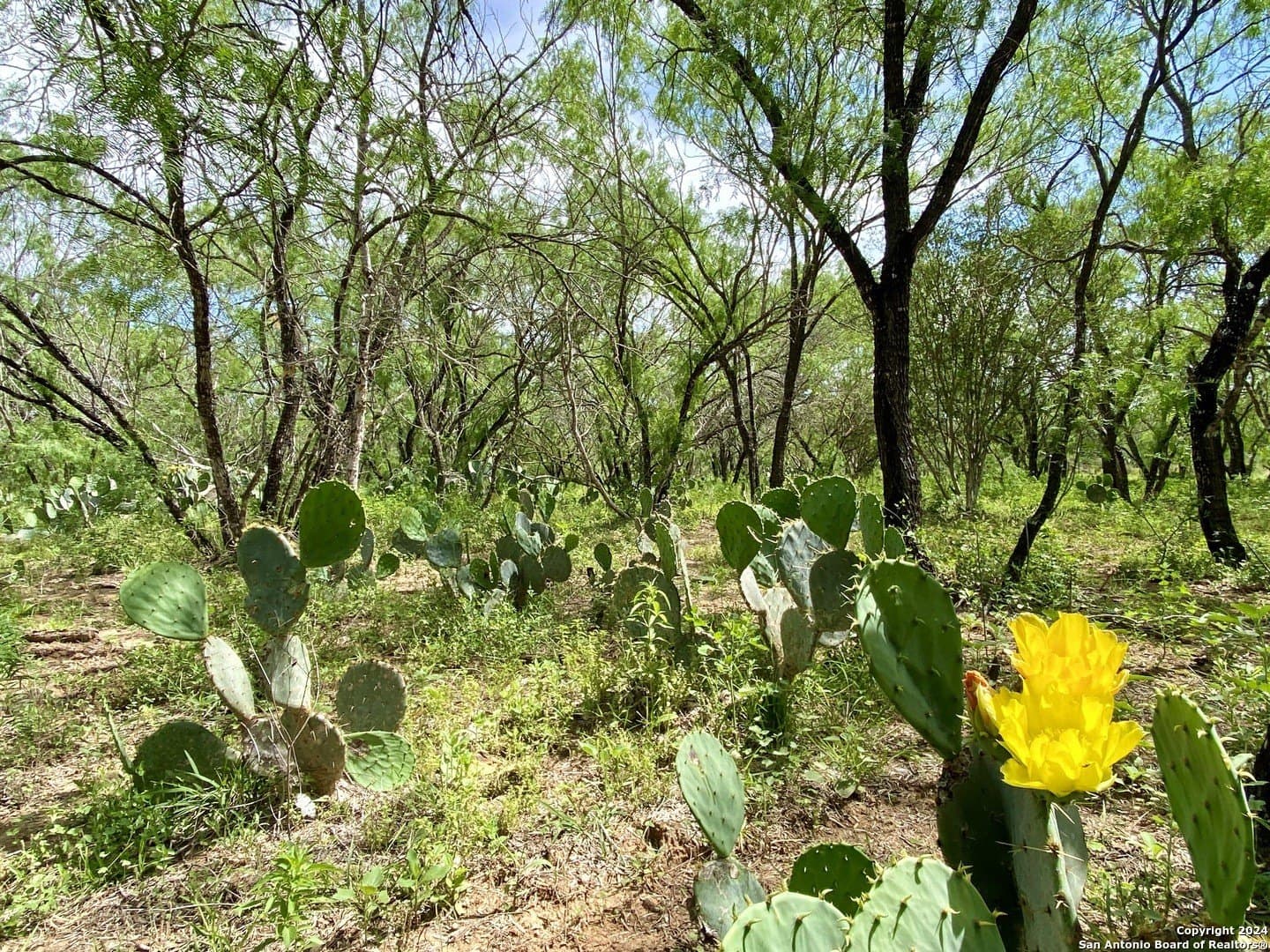 2 acres in Atascosa County - photo 2
