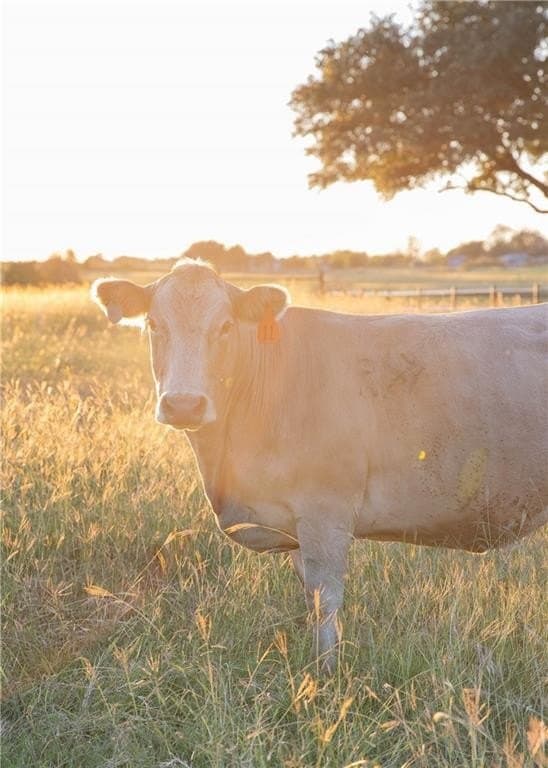 31.37 acres in McLennan County - photo 33