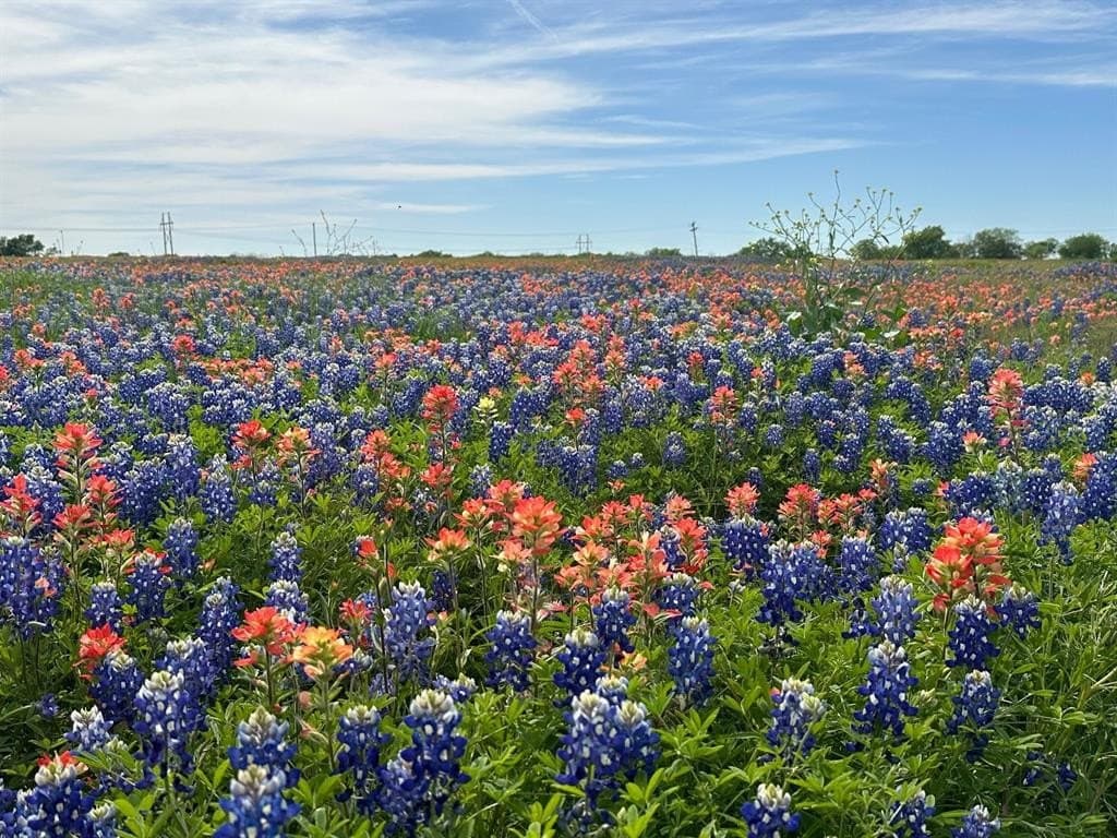5.61 acres in Ellis County - photo 6