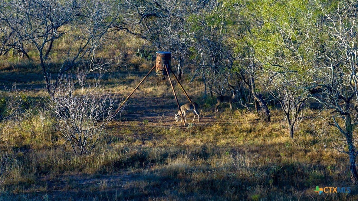 164 acres in Guadalupe County - photo 18
