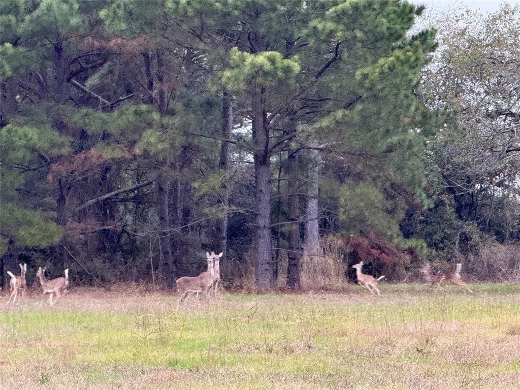 45.97 acres in Leon County - photo 2
