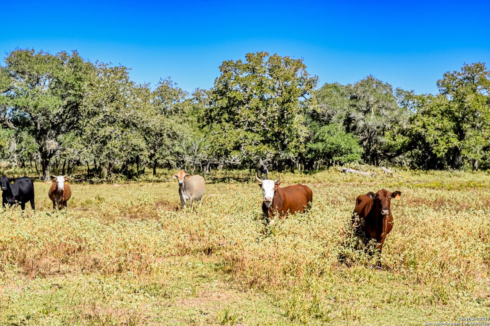 471.46 acres in Victoria County - photo 3