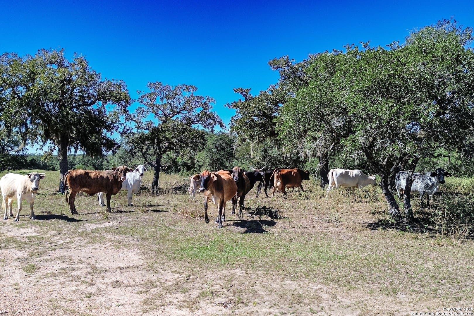 471.46 acres in Victoria County - photo 63