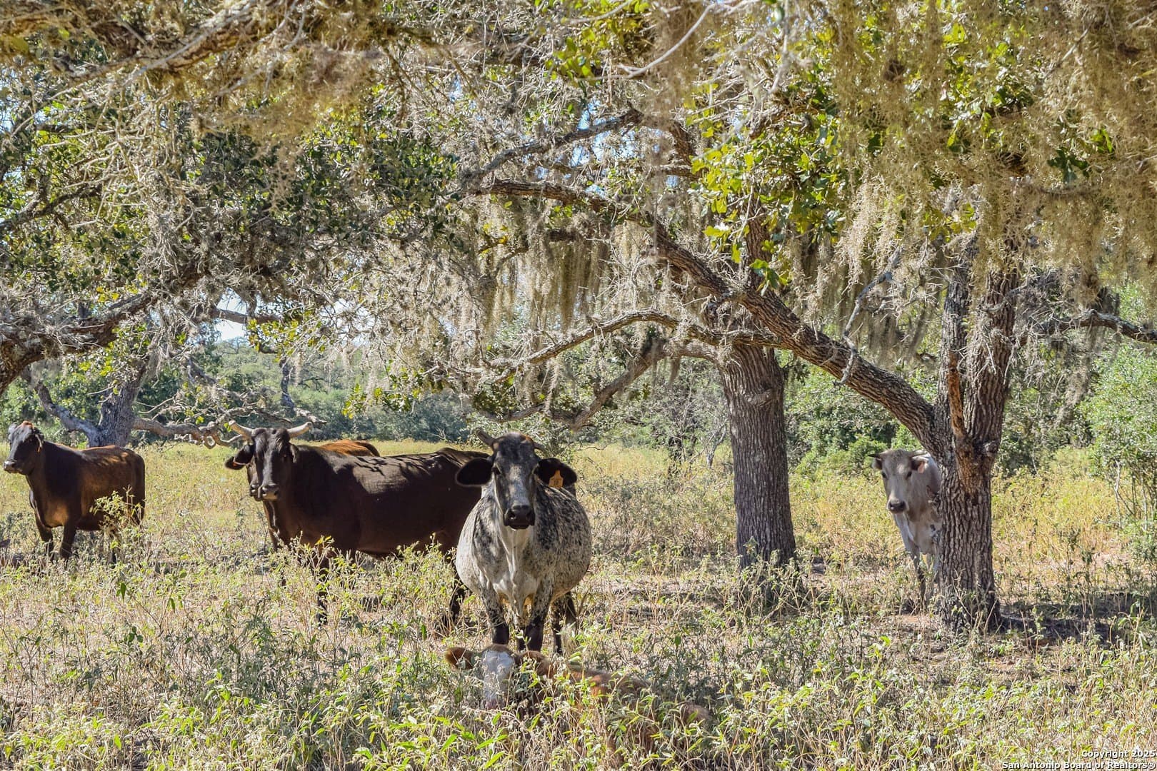471.46 acres in Victoria County - photo 25