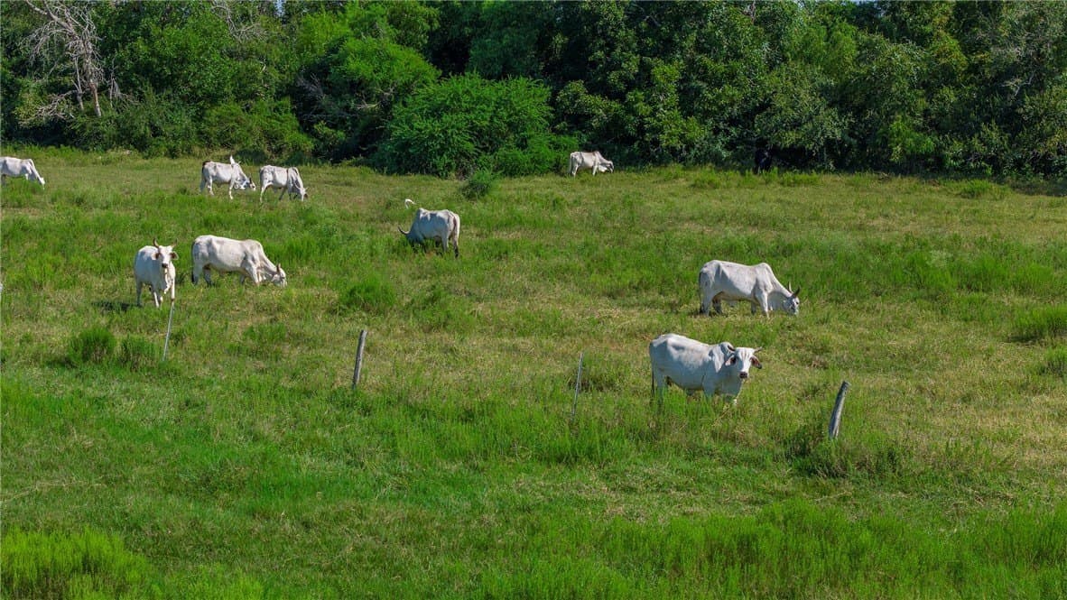 143 acres in Victoria County - photo 2