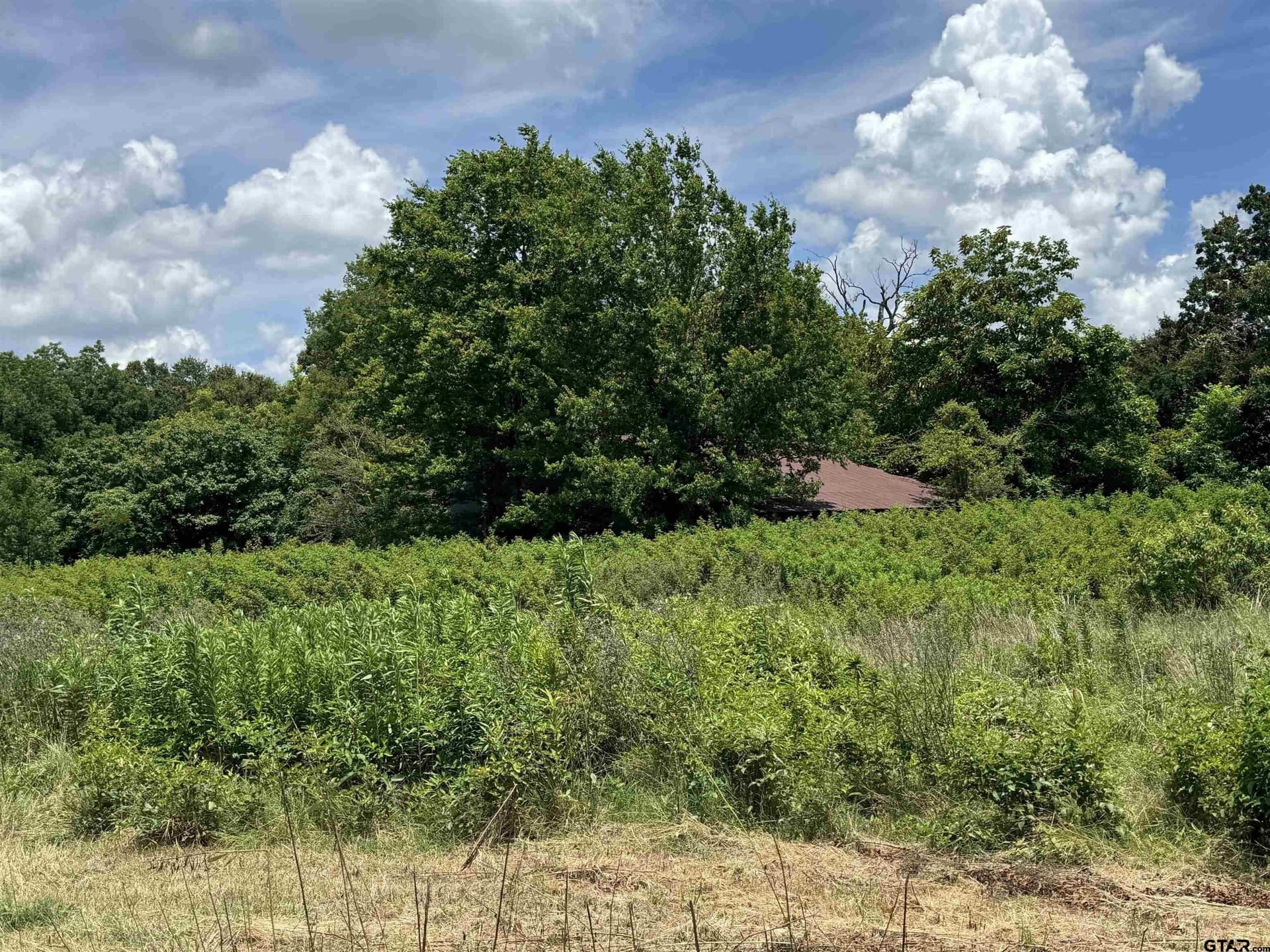 34.47 acres in Titus County - photo 11