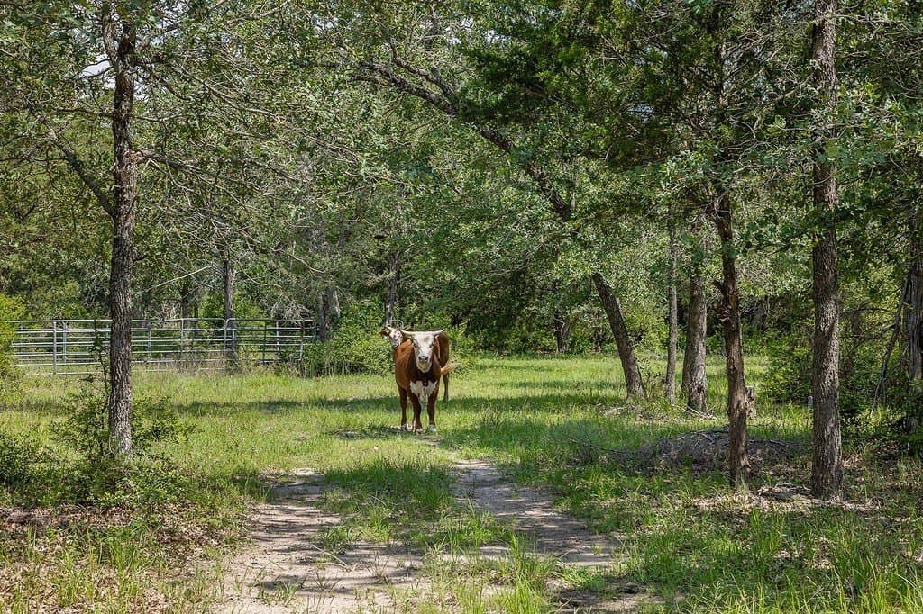 20 acres in Fayette County - photo 11