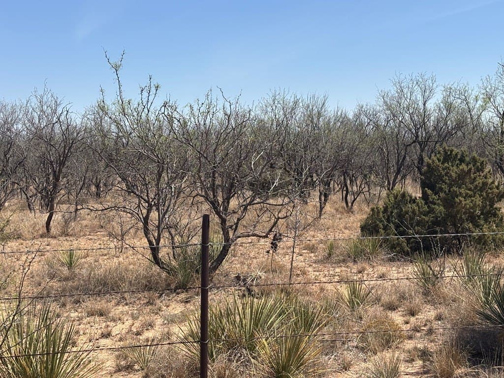 160 acres in Scurry County - photo 7