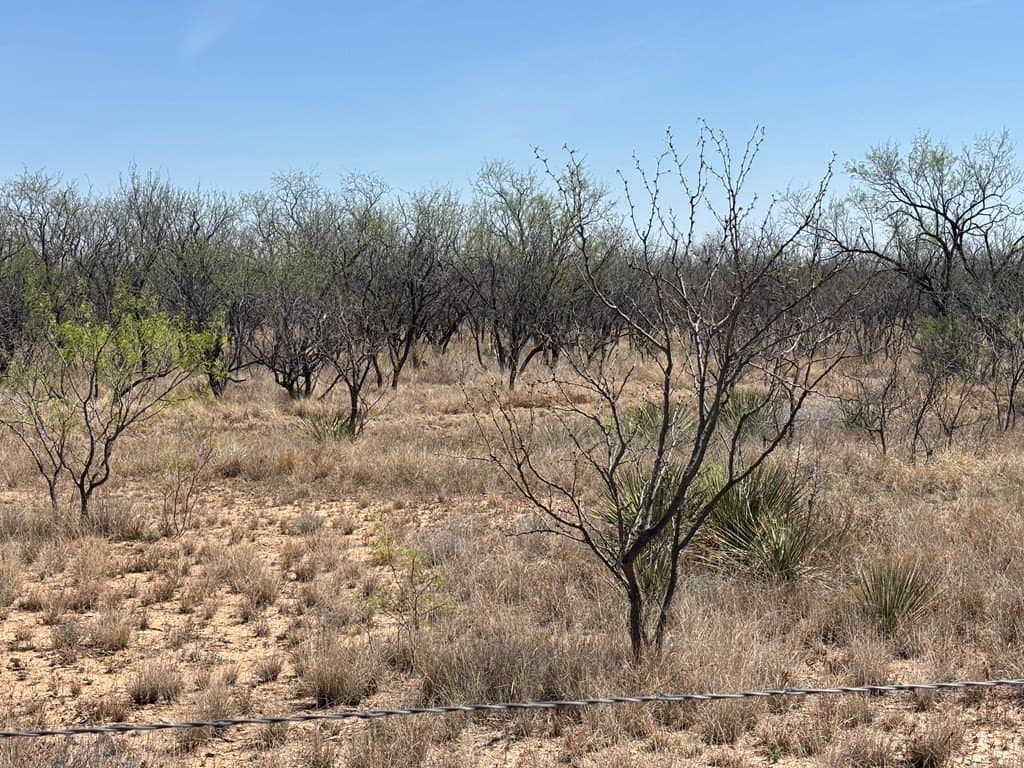 160 acres in Scurry County - photo 11