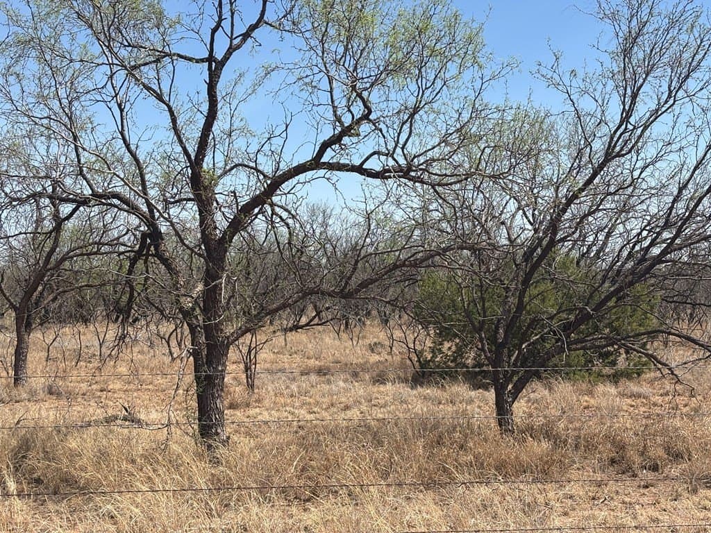160 acres in Scurry County - photo 9