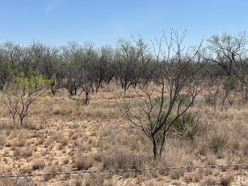 160 acres in Scurry County - photo 8