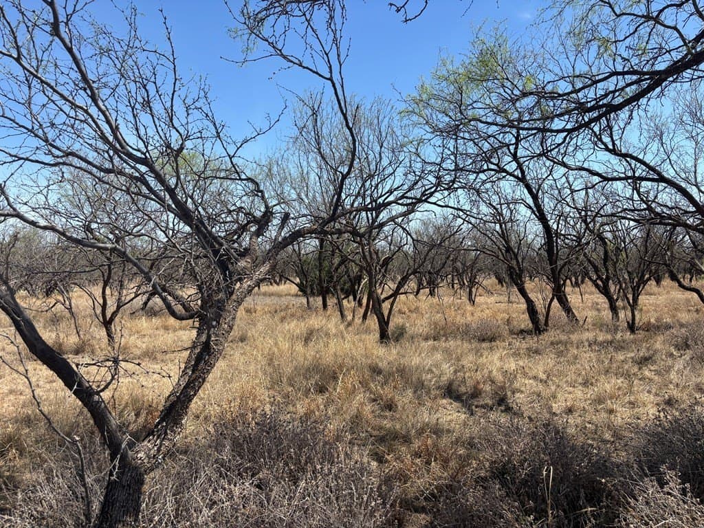 160 acres in Scurry County - photo 3