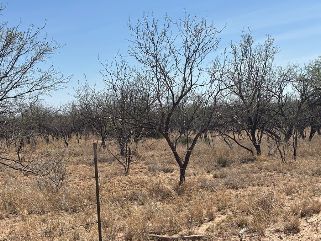 160 acres in Scurry County - photo 12