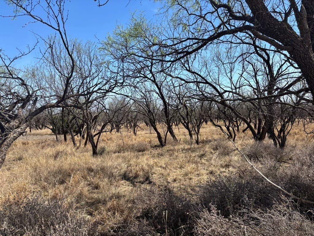 160 acres in Scurry County - photo 2