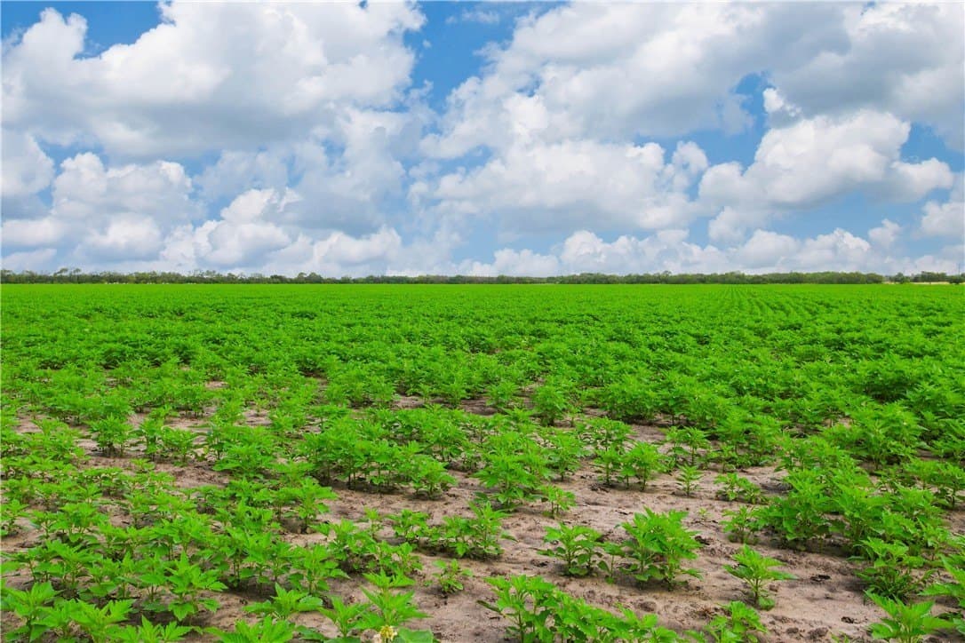 60 acres in Jim Wells County - photo 4