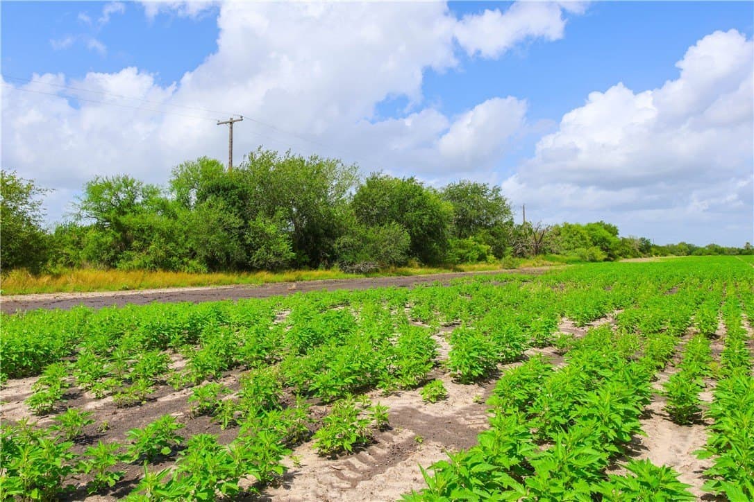 60 acres in Jim Wells County - photo 3