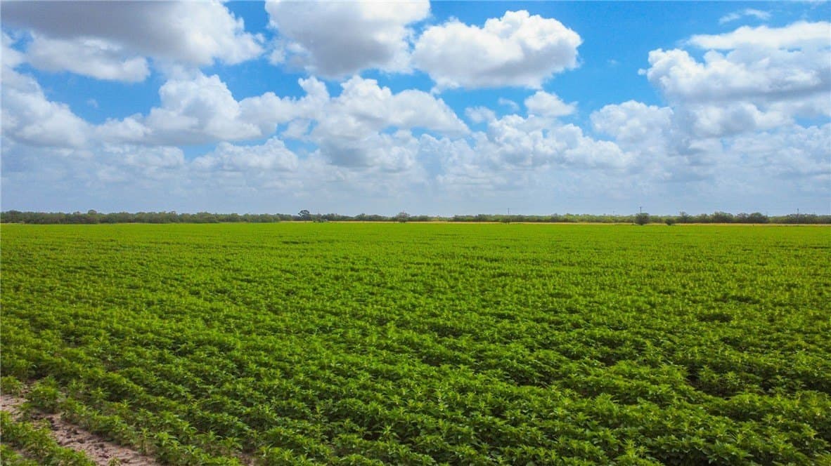 60 acres in Jim Wells County - photo 6