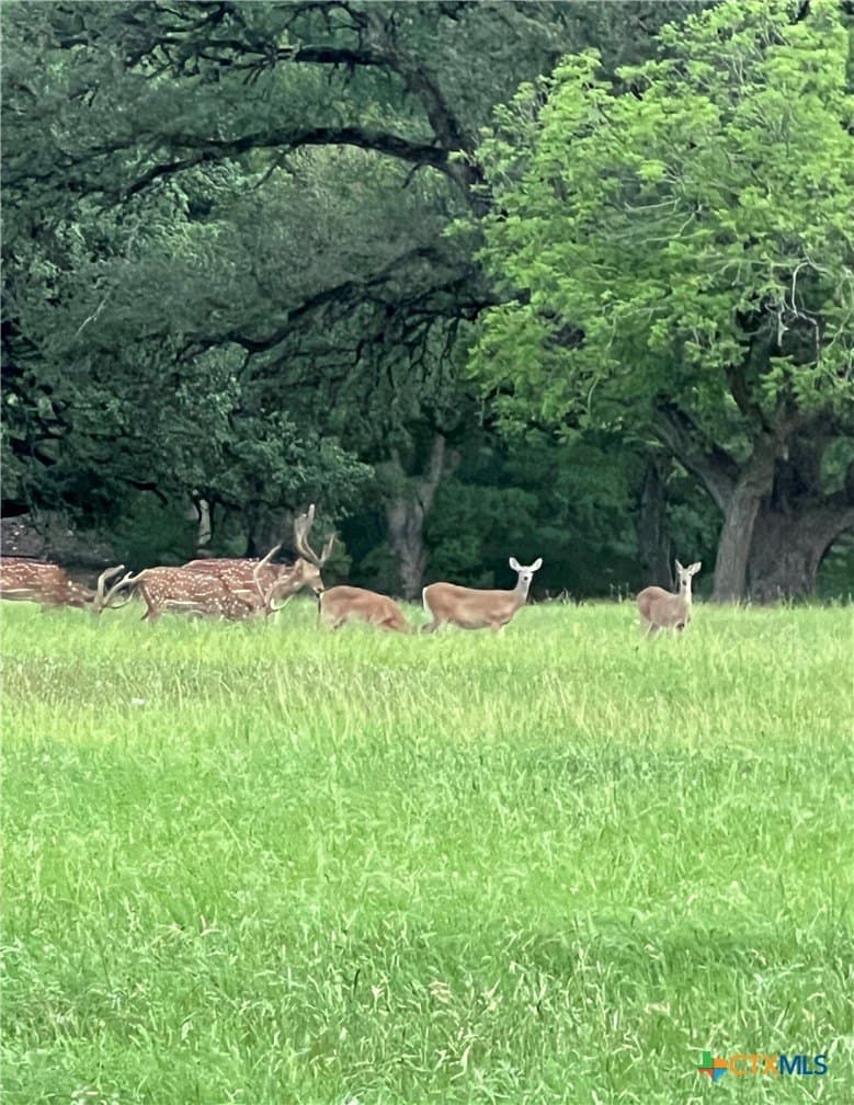 1.17 acres in Comal County - photo 22