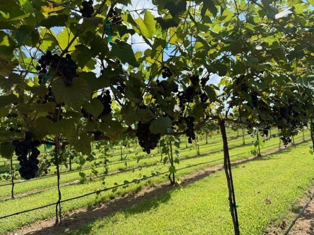 20.54 acres in Van Zandt County - photo 69