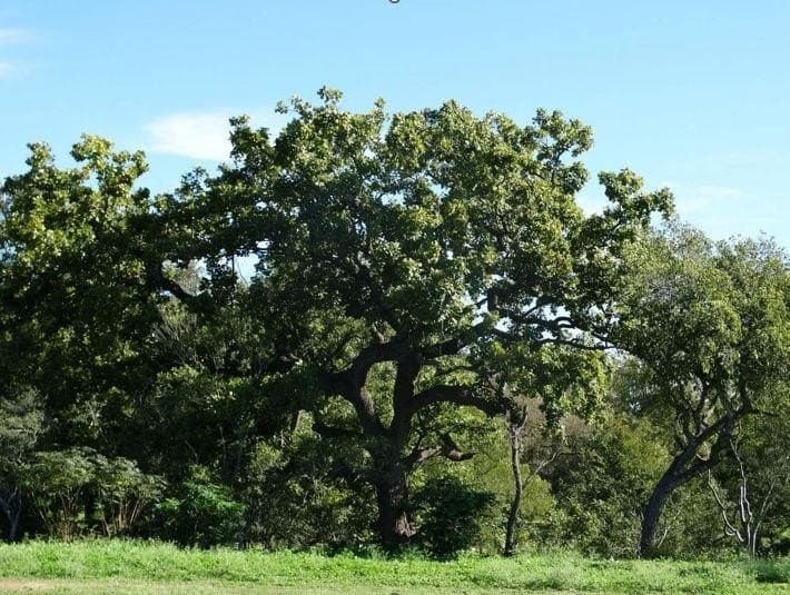 105.4 acres in Caldwell County - photo 13