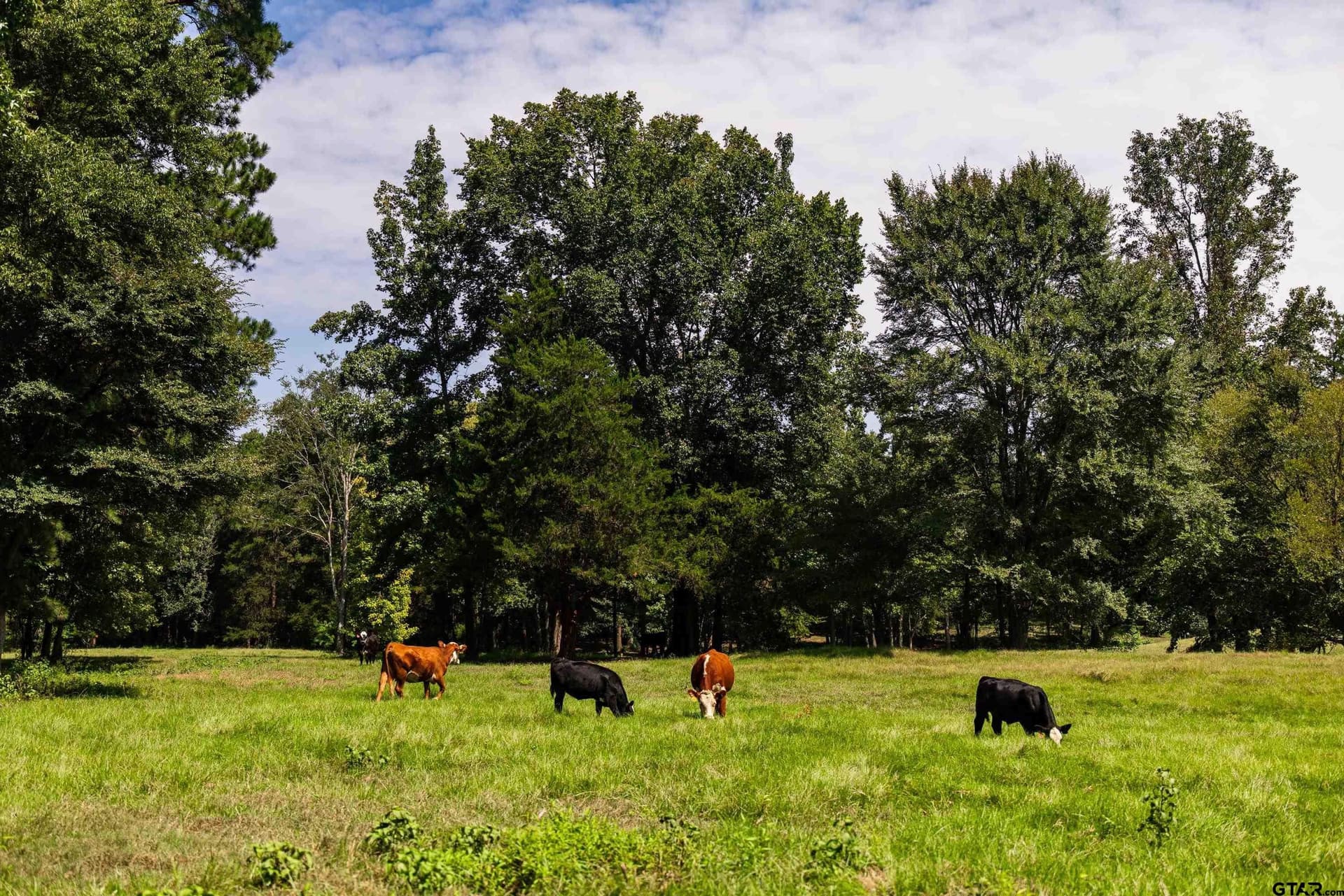 51.29 acres in Anderson County - photo 39