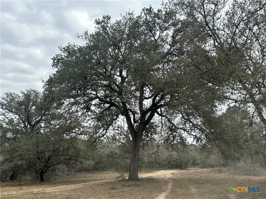24.26 acres in Victoria County - photo 6