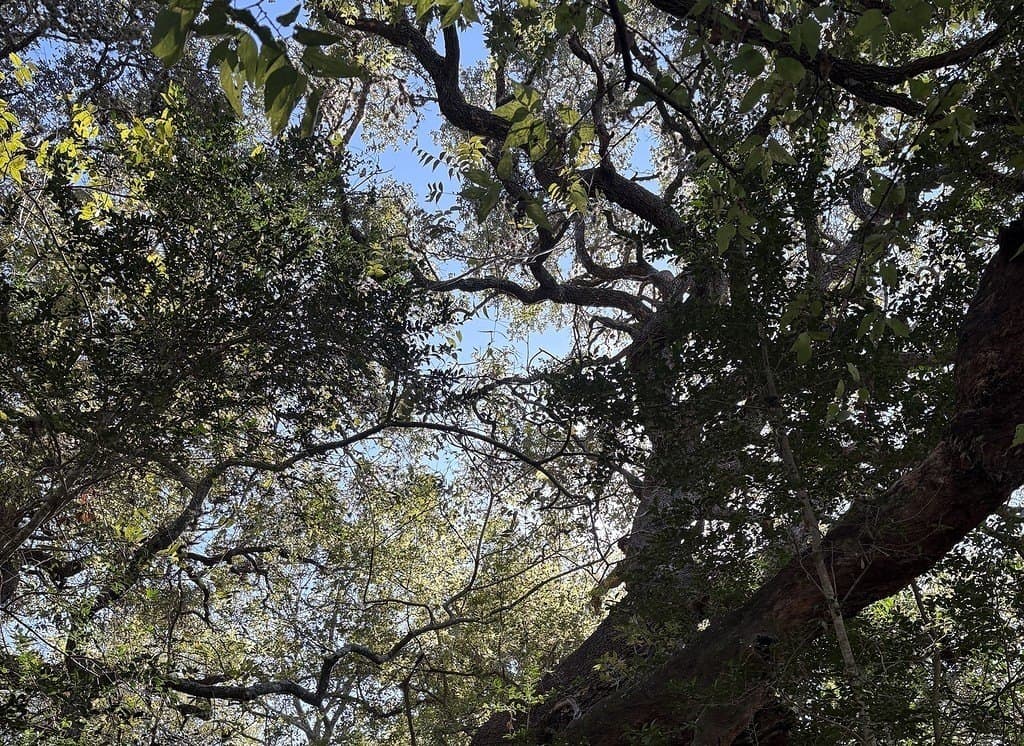 9.27 acres in Lavaca County - photo 8