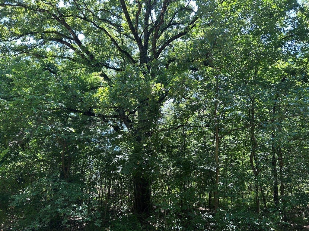 0.1 acres in Henderson County - photo 8