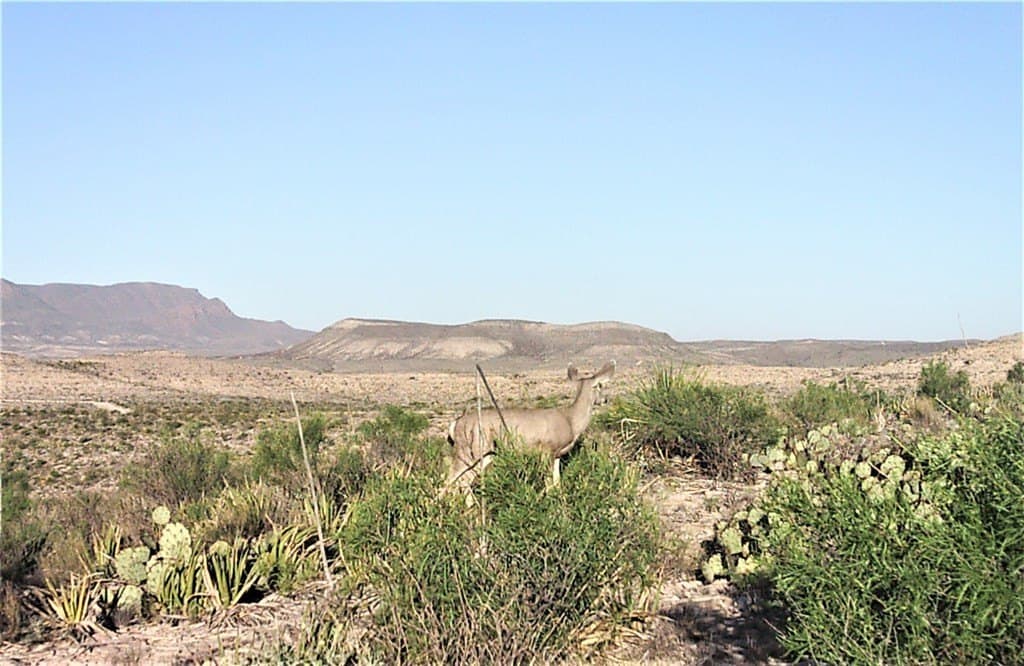 97 acres in Brewster County - photo 27