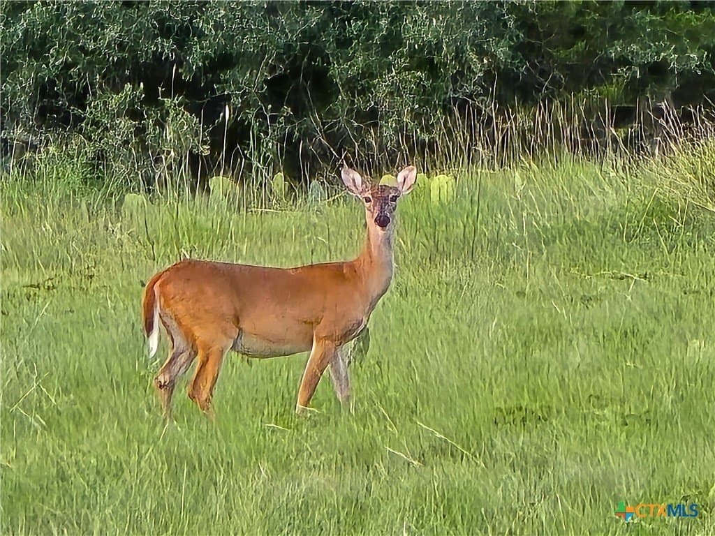 15 acres in Burnet County - photo 19