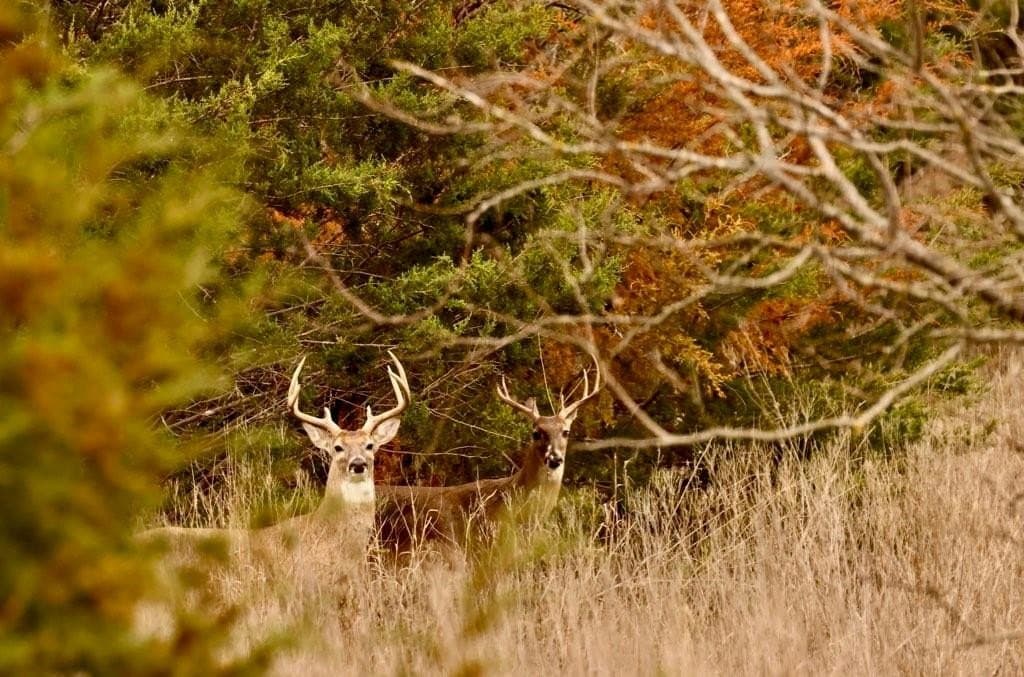 23 acres in McLennan County - photo 34