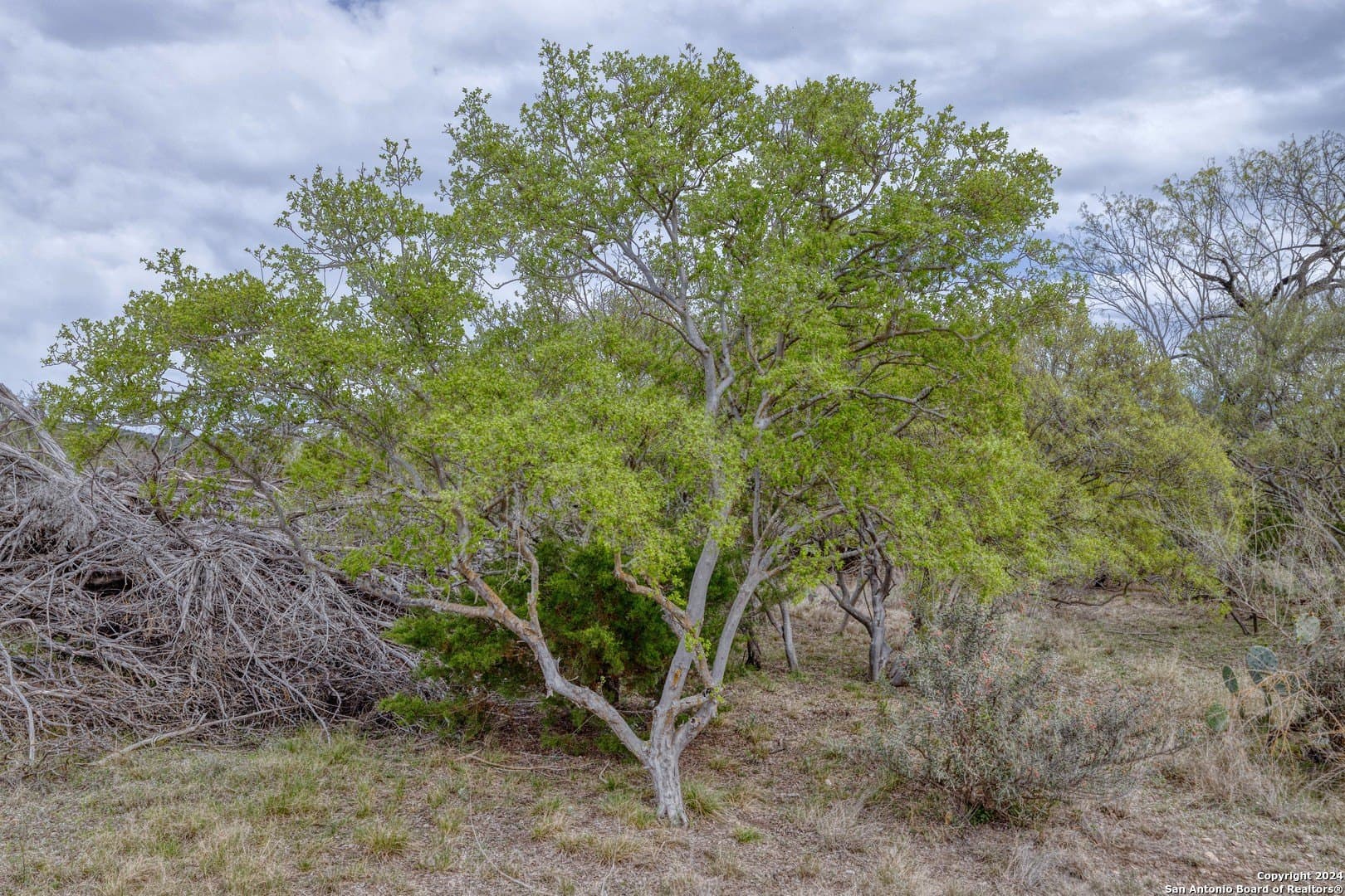 16.87 acres in Uvalde County - photo 3