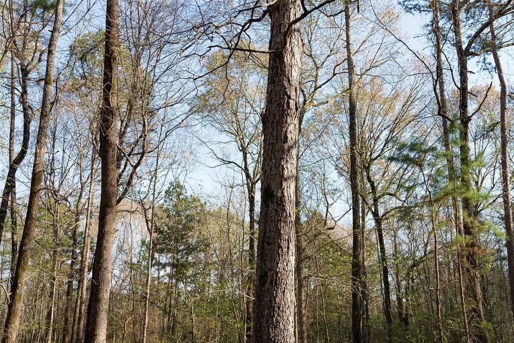 96.35 acres in Cherokee County - photo 13