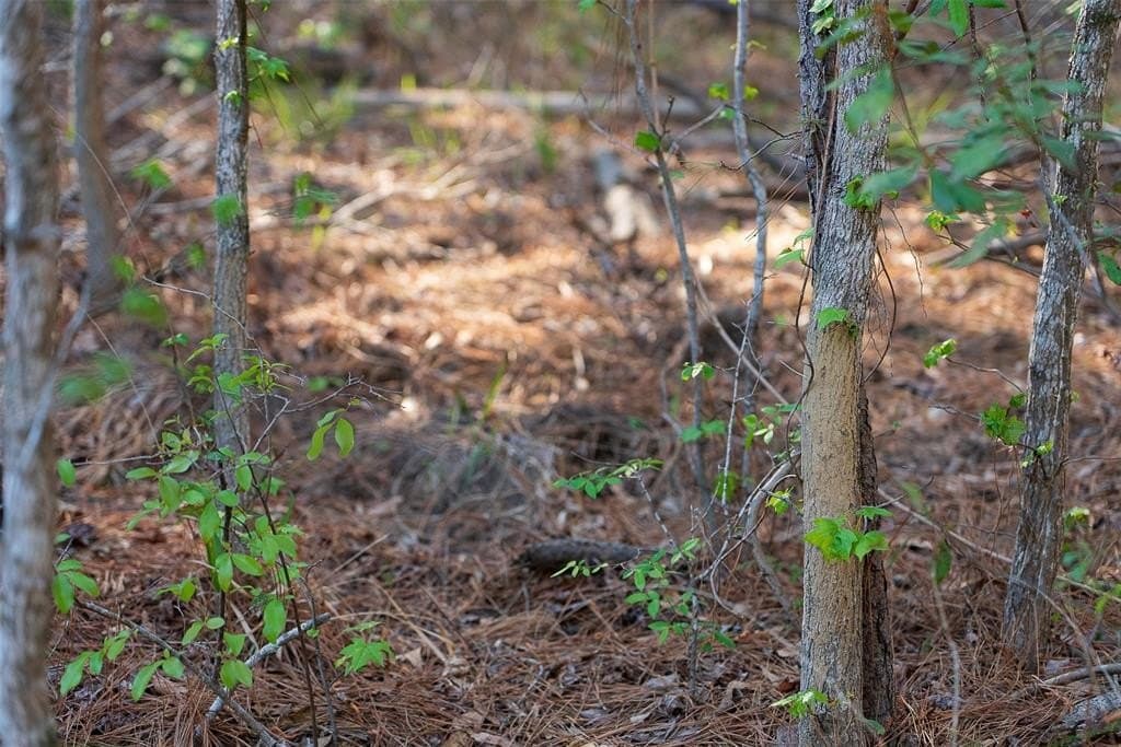 96.35 acres in Cherokee County - photo 17