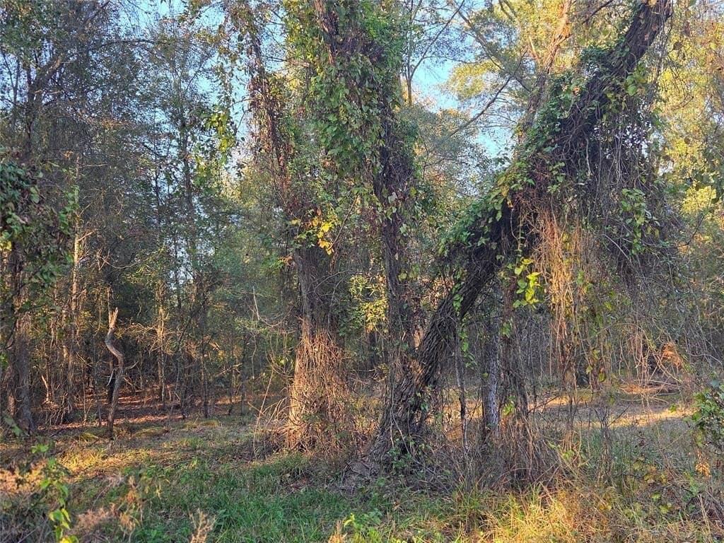 5.5 acres in Red River County - photo 13