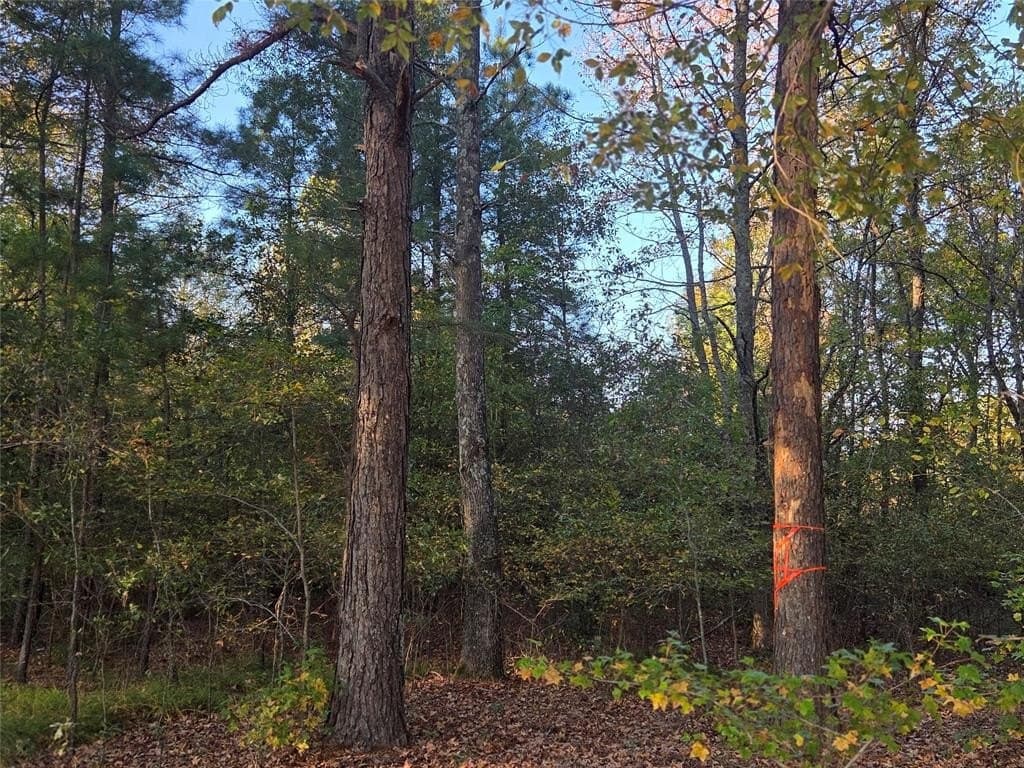 5.5 acres in Red River County - photo 17