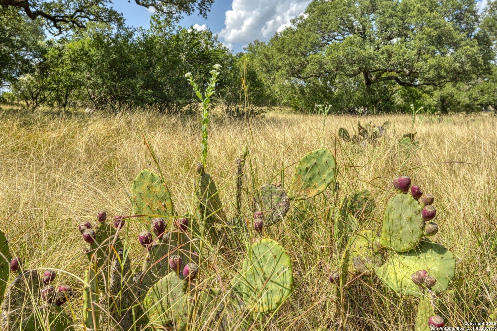 4.01 acres in Kendall County - photo 54