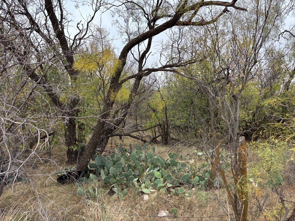 1.29 acres in Scurry County - photo 2