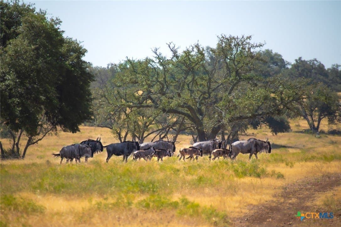 28.15 acres in Gillespie County - photo 41
