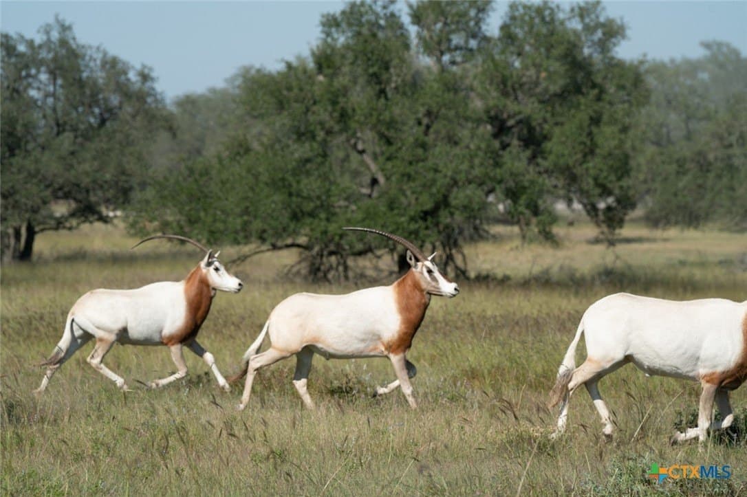28.15 acres in Gillespie County - photo 48